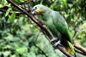parrot, bird, perched, animal, feathers, plumage, beak, bill, bird watching, ornithology, animal world, nature, parrot, parrot, parrot, parrot, parrot