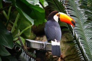 Close-up of a toco toucan perched amidst lush green foliage, showcasing its vibrant orange bill.