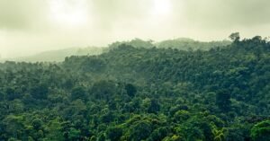 Explore the lush greenery and misty atmosphere of the Indonesian rainforest in Banten.